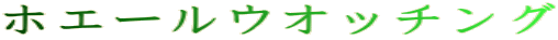 ホエールウオッチング